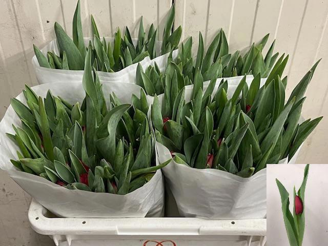 <h4>TU EN ILE DE FRANCE</h4>