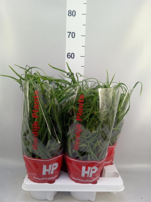 <h4>Lepismium bolivianum</h4>