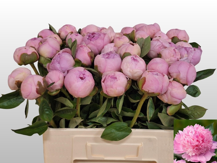 <h4>PAEO L ANGEL CHEEKS</h4>