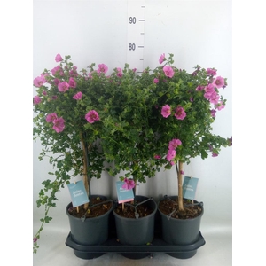 Anisodontea capensis 'Elega Prince'
