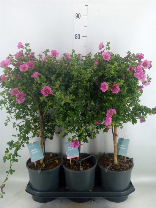 <h4>Anisodontea capensis 'Elega Prince'</h4>