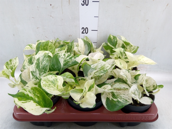 <h4>Epipremnum pinn. 'Happy Leaf'</h4>