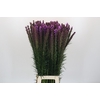 Liatris Callilepis