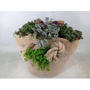 Planten  ..in schaal H%