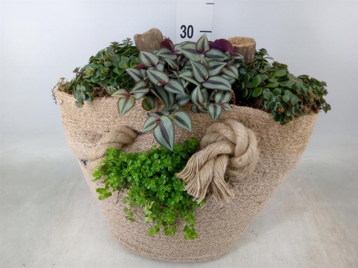 <h4>Planten  ..in schaal H%</h4>