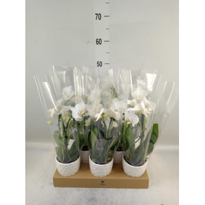 Phalaenopsis  'Elegant Cascade'