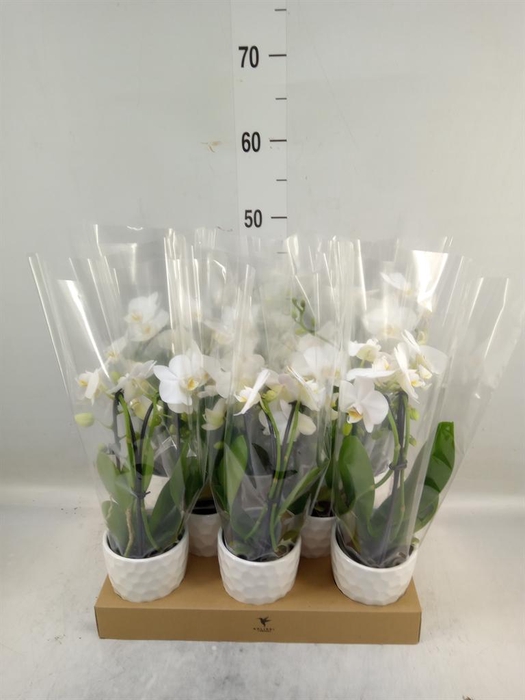 <h4>Phalaenopsis  'Elegant Cascade'</h4>