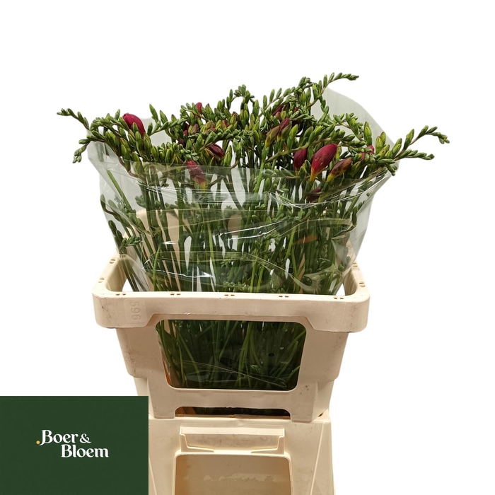 <h4>Fr En Red Baron</h4>