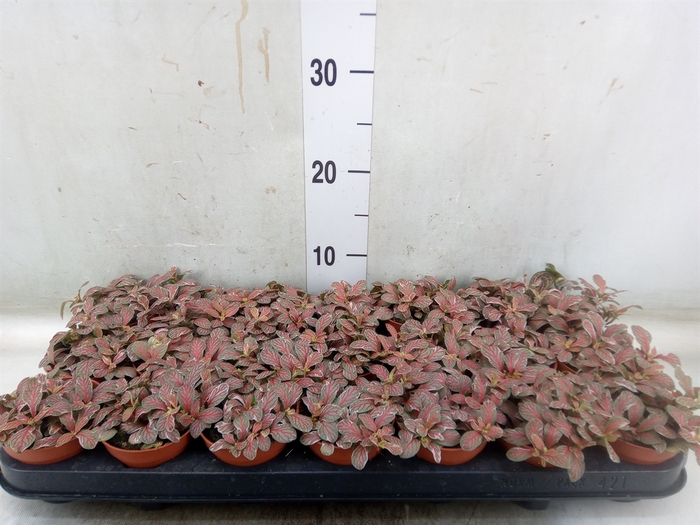 <h4>Fittonia   ...</h4>