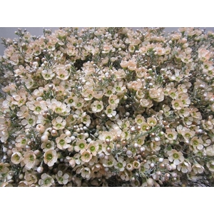 Chame Salmon L70