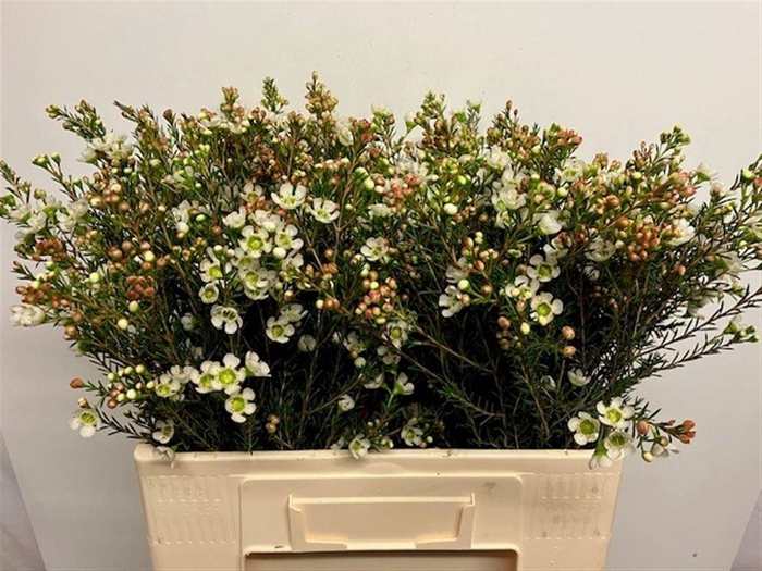 <h4>CHAME ME SIRIUS</h4>