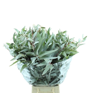 Euc. Gloria Maria Lang