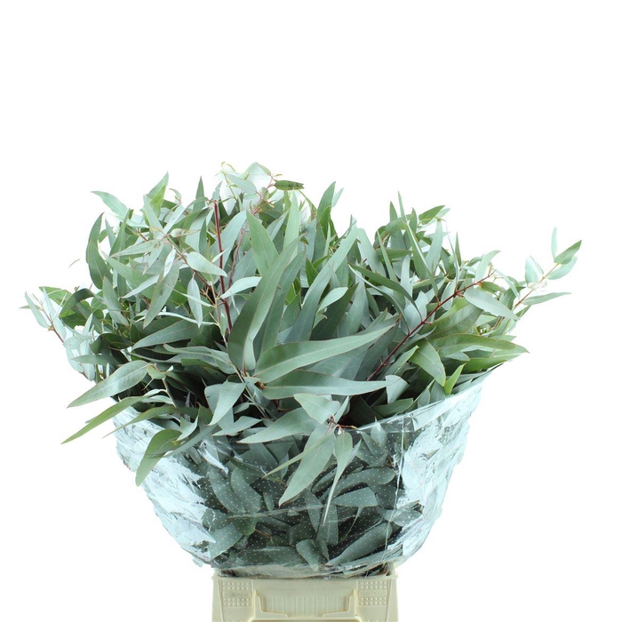 <h4>Euc. Gloria Maria Lang</h4>