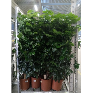 Radermachera sinica