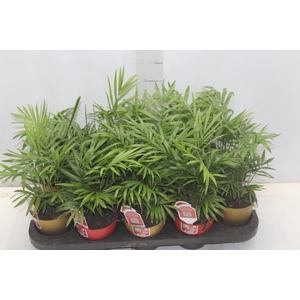 CHAMAEDOREA ELEGANS P11
