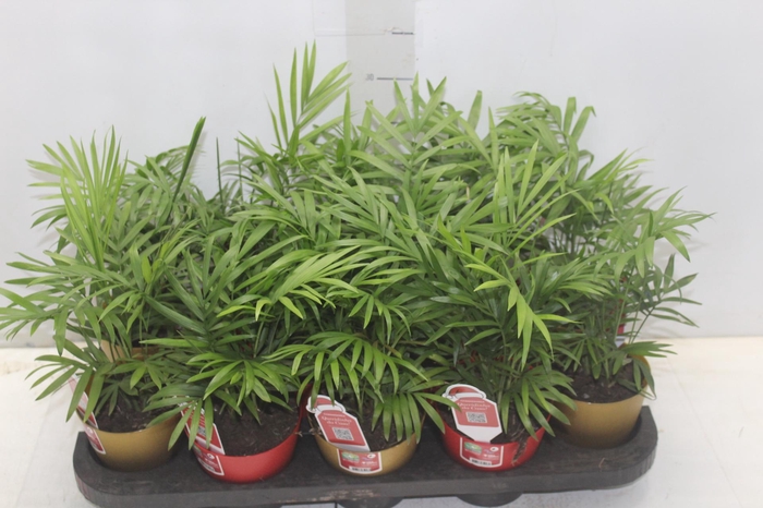 <h4>PALMEIRA CHAMAEDOREA ELEGANS P11</h4>