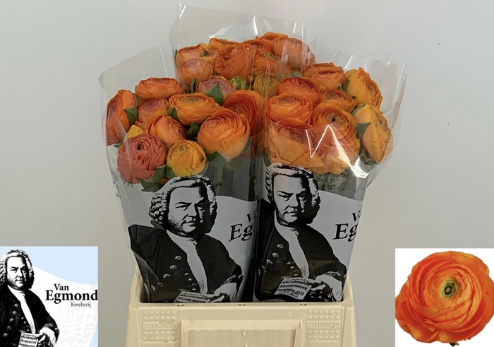 <h4>RAN SU LAMBADA</h4>