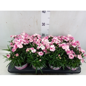 Dianthus  'Sprint Pink and Proud'