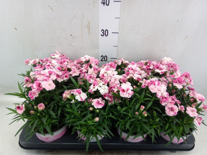 <h4>Dianthus  'Sprint Pink and Proud'</h4>