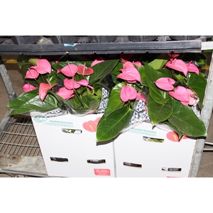 ANTHURIUM ALLURE P19