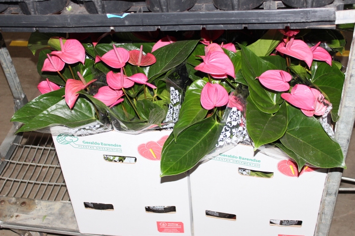 ANTHURIUM ALLURE P19