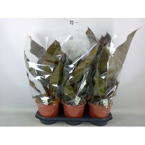Philodendron  'Imperial Red'