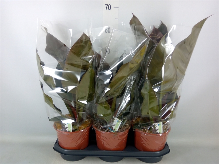 <h4>Philodendron  'Imperial Red'</h4>