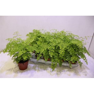 Adian Rad Fragrans