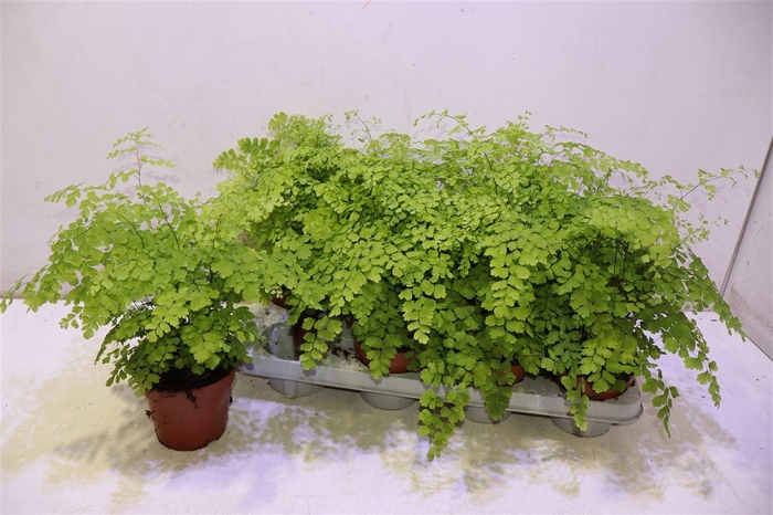 <h4>Adian Rad Fragrans</h4>