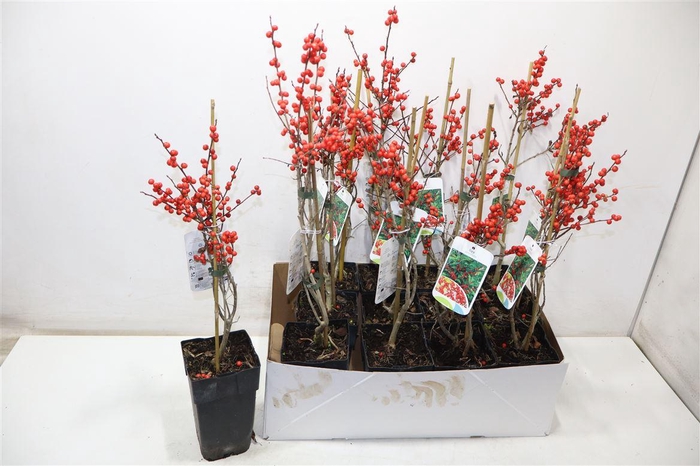 <h4>Ilex Verticillata</h4>