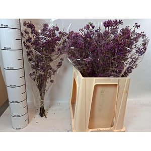 Callicarpa Bod Profusion