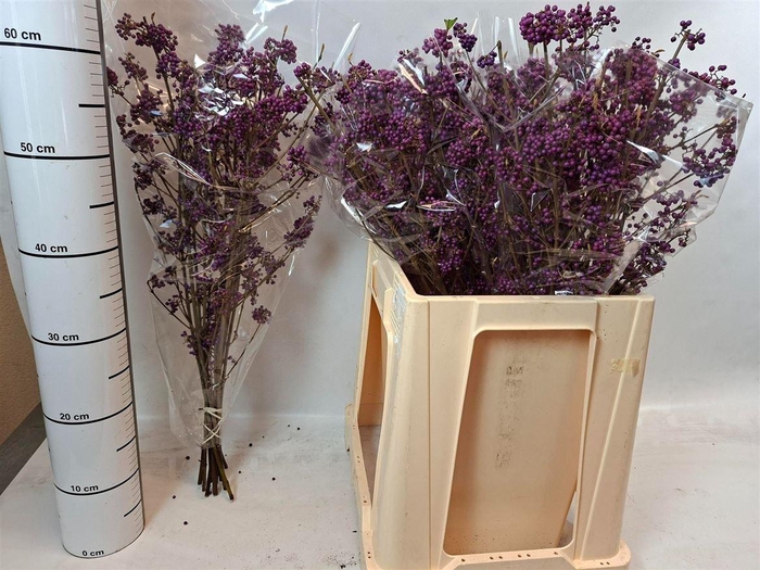 <h4>Callicarpa Bod Profusion</h4>