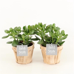 Crassula Ovata in Wood bruin