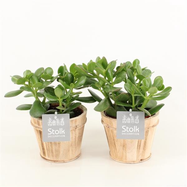 <h4>Crassula Ovata in Wood bruin</h4>