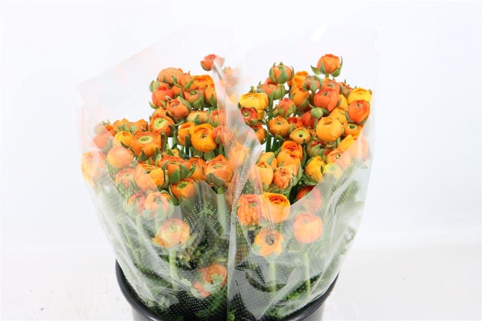 <h4>Ran Elegance Orange</h4>