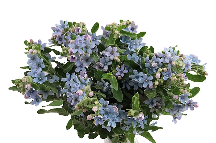 <h4>Oxypetalum Tan Pure Blue</h4>