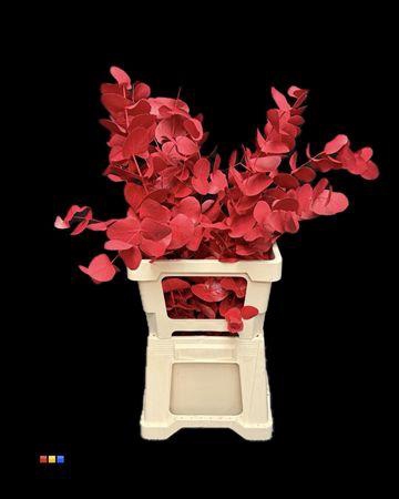 <h4>Cinerea Red</h4>