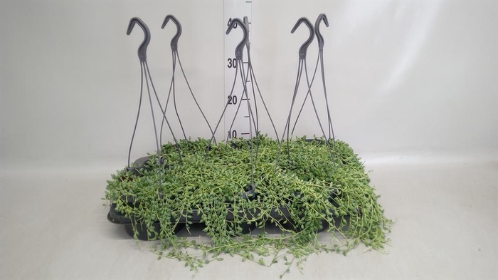 <h4>Senecio herreianus</h4>