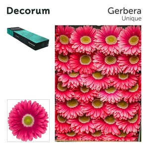 Gerbera Unique Doos