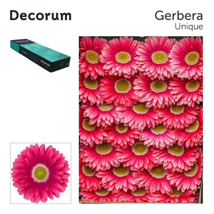 <h4>Gerbera Unique Doos</h4>