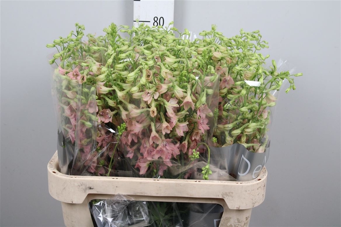 <h4>Delph En Pink Sensation</h4>