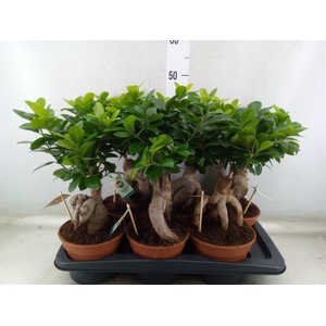 Ficus microcarpa 'Ginseng'