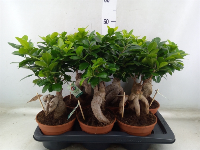 <h4>Ficus microcarpa 'Ginseng'</h4>