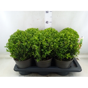 Buxus semp.   ...