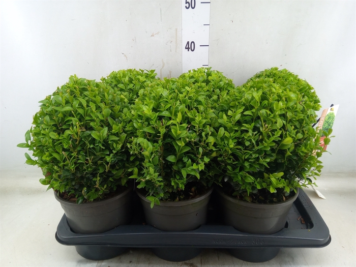 <h4>Buxus semp.   ...</h4>