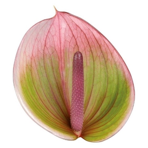 Anthurium Peruzzi