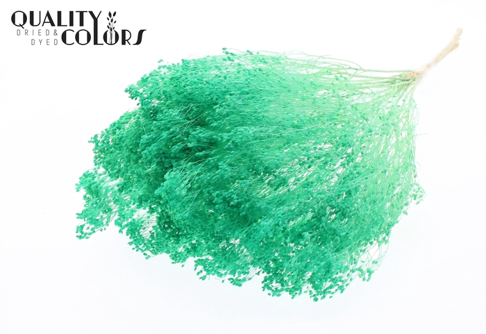 <h4>Broom Bloom p/bunch in poly Bleached Mint</h4>