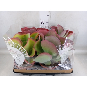 Kalanchoe NF thyrsiflora