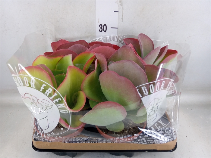 <h4>Kalanchoe NF thyrsiflora</h4>