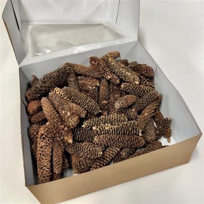 <h4>K.FIJNSPAR/PINUS GERASPELD</h4>